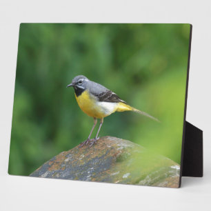 Grey Wagtail - bird Plaque