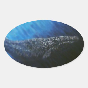 Grey wale oval sticker