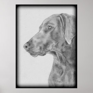 Grey Weimaraner Dog Poster