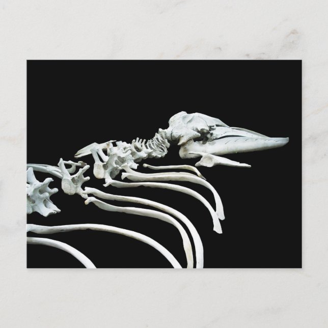 Grey Whale Fossil Postcard (Front)