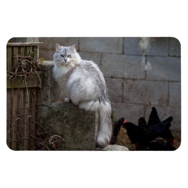 Grey-White Angora Cat Magnet (Horizontal)