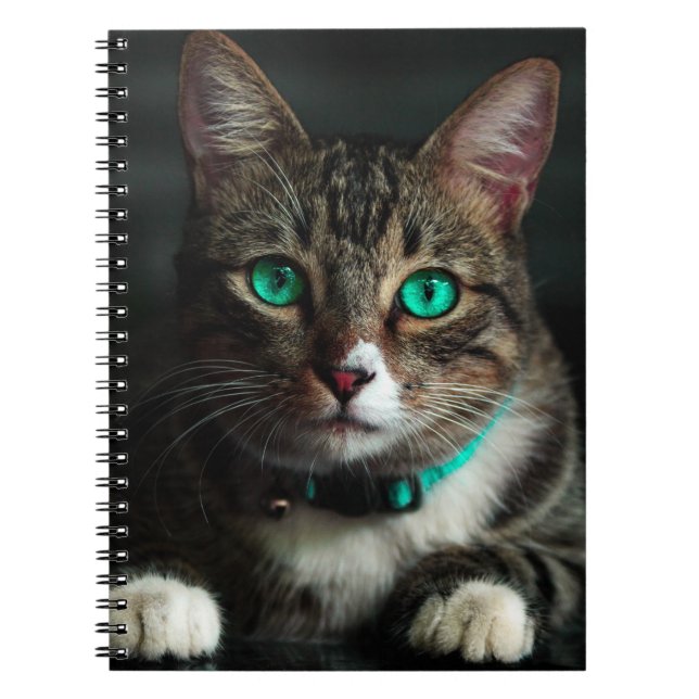 Grey & White Cat with Blue Eyes & Matching Collar Notebook (Front)
