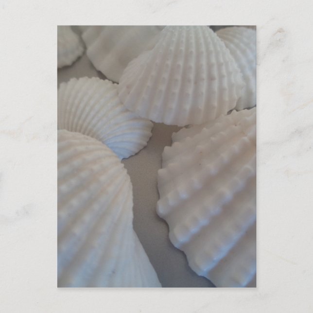 Grey White, Seashells, Sea Shell Summer Beach Love Postcard (Front)