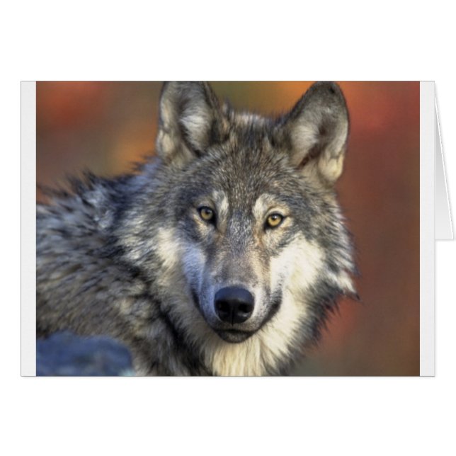 Grey Wolf (Front Horizontal)