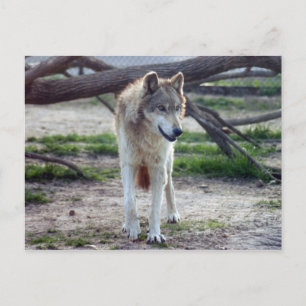 grey-wolf-13 postcard