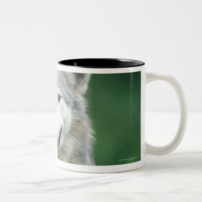 Grey wolf 2 Two-Tone coffee mug (Right)
