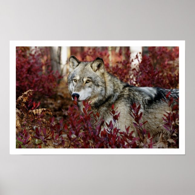Grey Wolf Art Print Poster (Front)