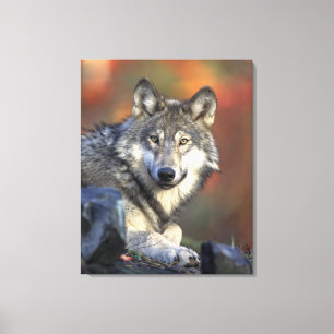 Grey Wolf Autumn Canvas Print