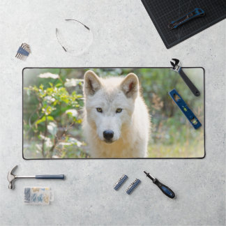 Grey Wolf, Beautiful Canine Photography  Desk Mat