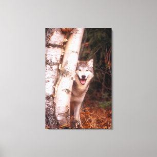 Grey Wolf Behind a Tree Canvas Print