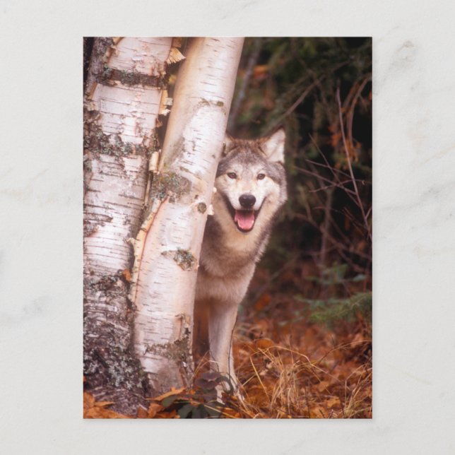 Grey Wolf Behind a Tree Postcard (Front)
