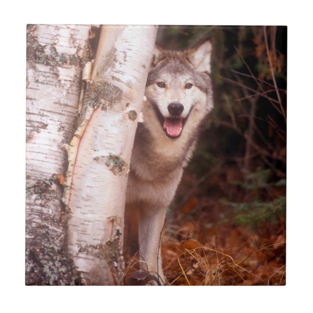 Grey Wolf Behind a Tree Tile (Front)