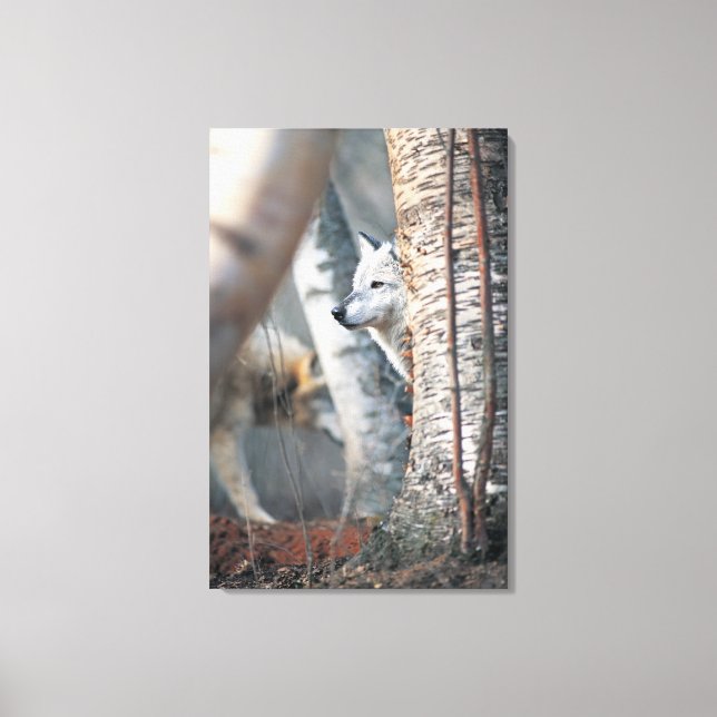 Grey Wolf Behind Tree Canvas Print (Front)