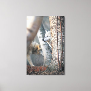 Grey Wolf Behind Tree Canvas Print