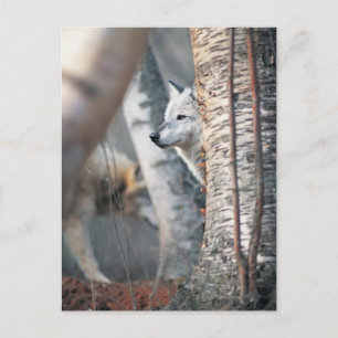 Grey Wolf Behind Tree Postcard