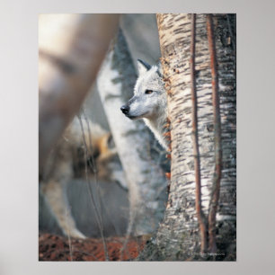 Grey Wolf Behind Tree Poster