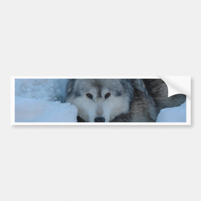 Grey wolf bumper sticker (Front)