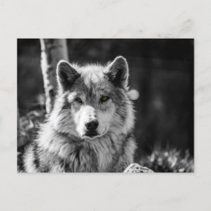 Grey Wolf bust in black and white Postcard