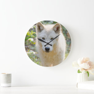 Grey Wolf, Canadian Animal Photography Large Clock