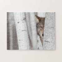 Grey Wolf (Canis lupus) Behind Tree