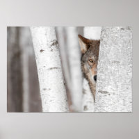 Grey Wolf (Canis lupus) Behind Tree