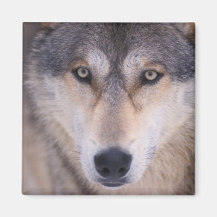 grey wolf, Canis lupus, close up of eyes Magnet