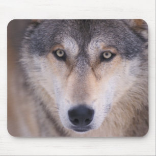 grey wolf, Canis lupus, close up of eyes Mouse Mat