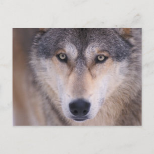 grey wolf, Canis lupus, close up of eyes Postcard