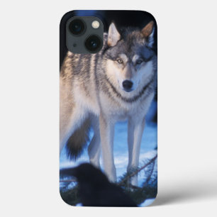 grey wolf, Canis lupus, in the foothills iPhone 13 Case