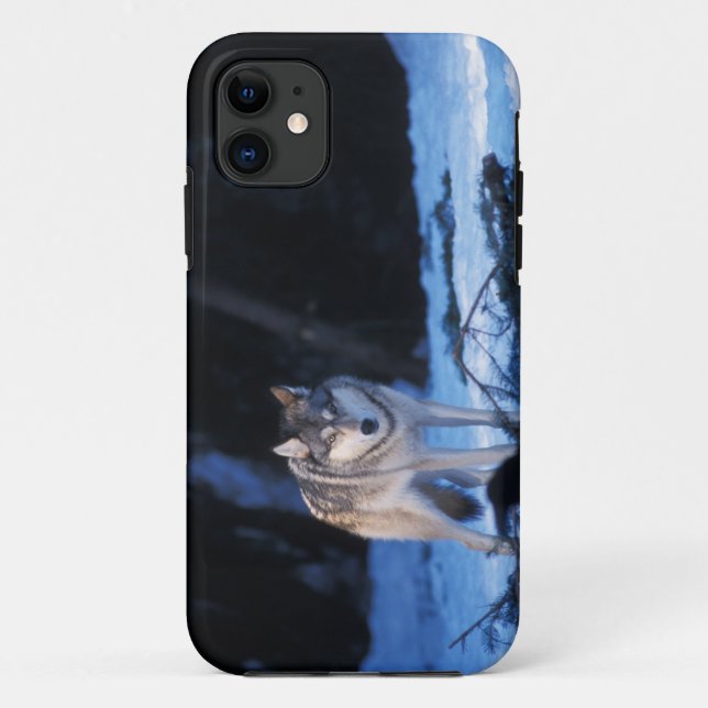grey wolf, Canis lupus, in the foothills Case-Mate iPhone Case (Back)
