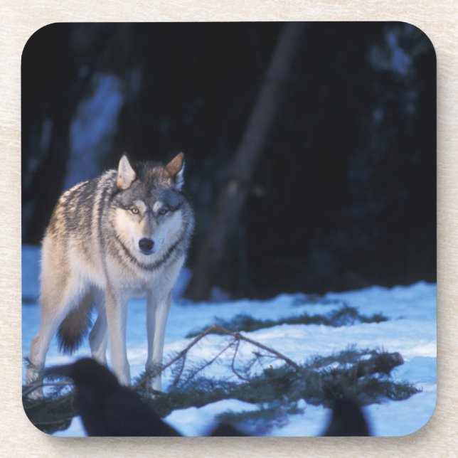 grey wolf, Canis lupus, in the foothills Coaster (Front)
