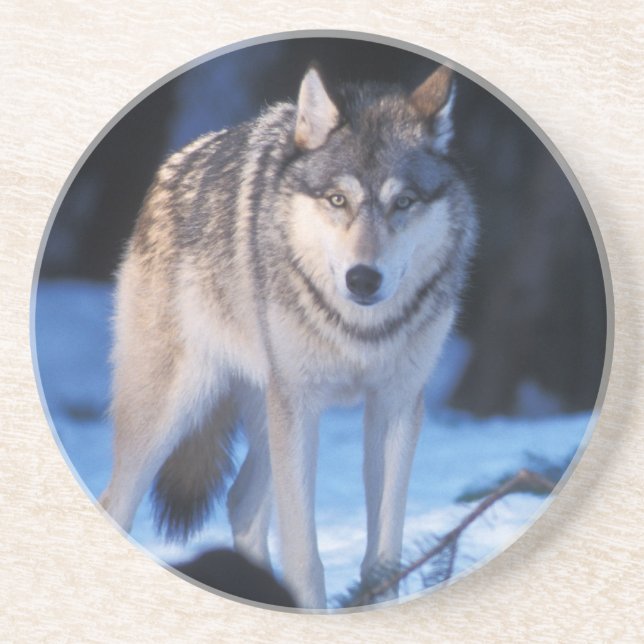 grey wolf, Canis lupus, in the foothills Coaster (Front)