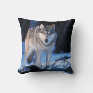 grey wolf, Canis lupus, in the foothills Cushion