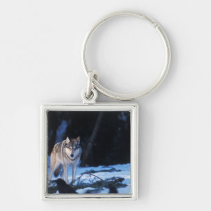 grey wolf, Canis lupus, in the foothills Key Ring