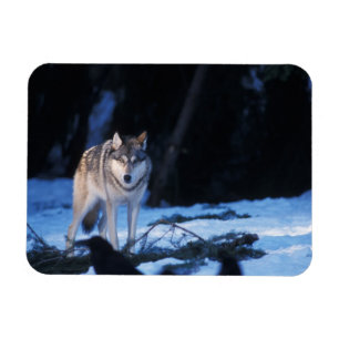 grey wolf, Canis lupus, in the foothills Magnet