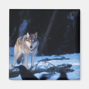 grey wolf, Canis lupus, in the foothills Magnet