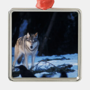 grey wolf, Canis lupus, in the foothills Metal Tree Decoration