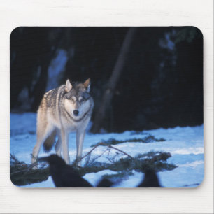grey wolf, Canis lupus, in the foothills Mouse Mat
