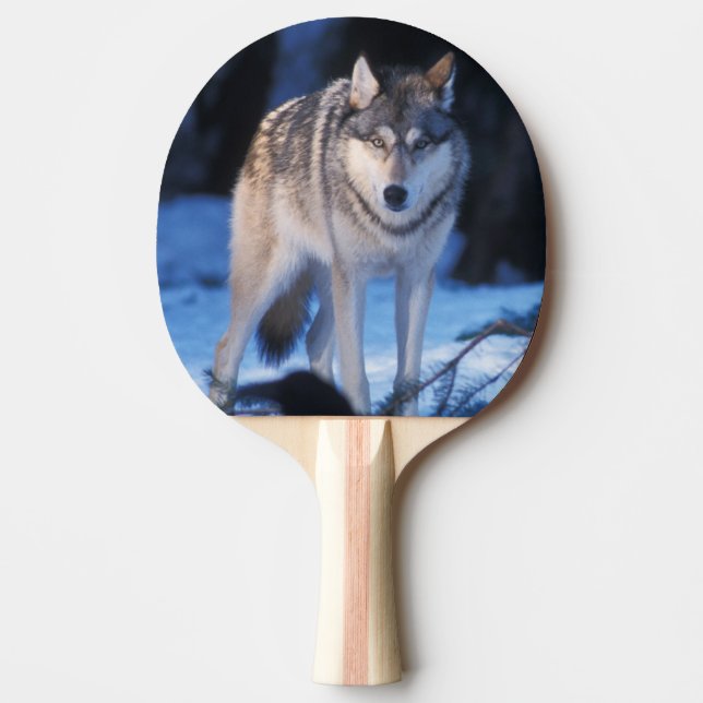 grey wolf, Canis lupus, in the foothills Ping Pong Paddle (Front)
