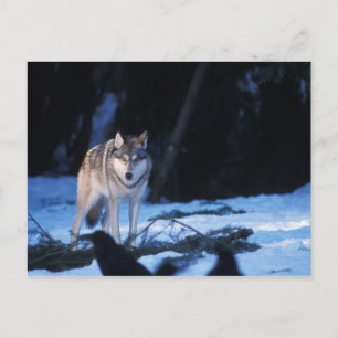 grey wolf, Canis lupus, in the foothills Postcard