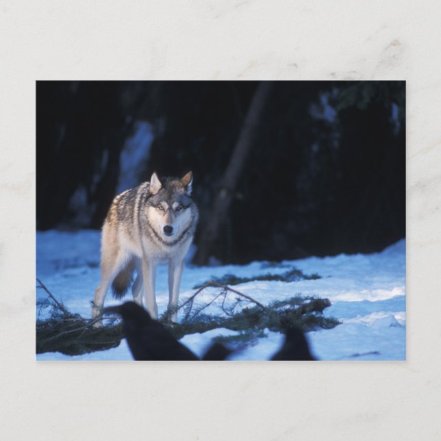 grey wolf, Canis lupus, in the foothills Postcard (Front)