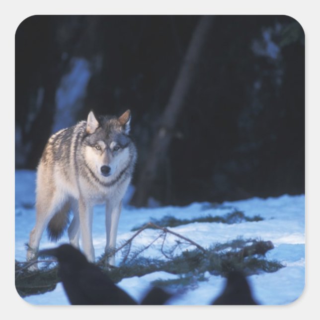 grey wolf, Canis lupus, in the foothills Square Sticker (Front)