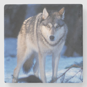grey wolf, Canis lupus, in the foothills Stone Coaster