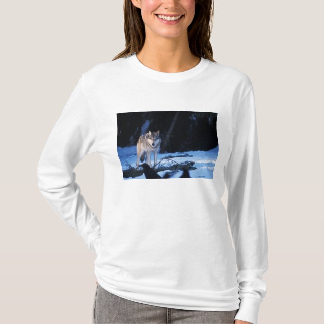 grey wolf, Canis lupus, in the foothills T-Shirt (Front)