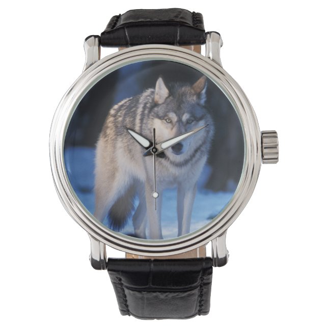 grey wolf, Canis lupus, in the foothills Watch (Front)