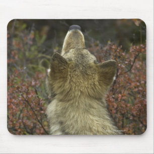 Grey Wolf (Canis lupus) Mouse Mat