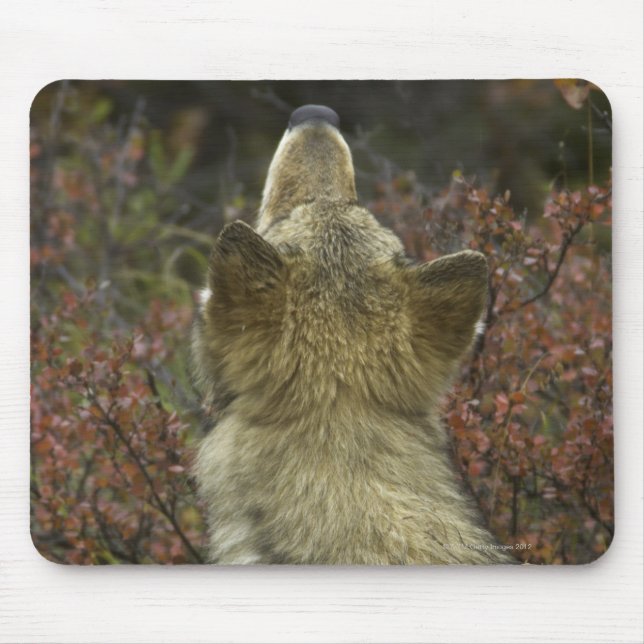 Grey Wolf (Canis lupus) Mouse Mat (Front)