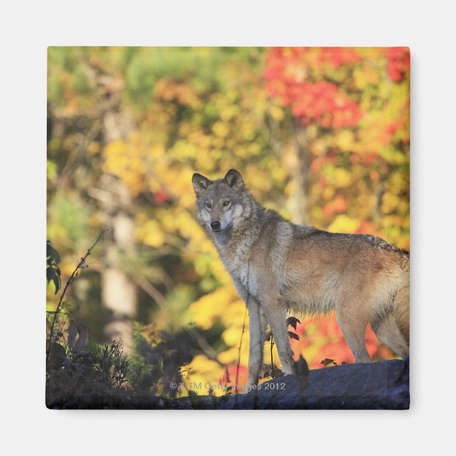 Grey Wolf Canis lupus.order: carnivorafamily Magnet (Front)