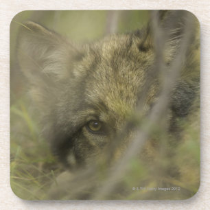 Grey wolf (Canis lupus) pup alone, hiding in Coaster