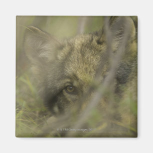 Grey wolf (Canis lupus) pup alone, hiding in Magnet